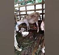 Kambing Melahirkan Kembar 1 Bulan